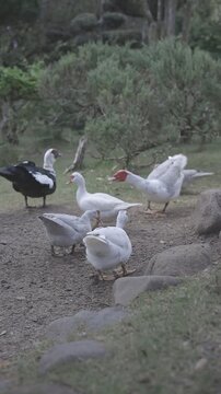 A gaggle of domestic ducks interacting in a natural outdoor setting