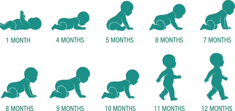 Baby growth stages vector illustration showing infant development milestones from one to twelve months crawling and walking silhouettes chart