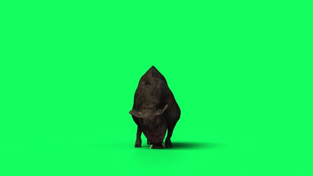 3D Realistic Giant Dangerous Wild boar eating Loop with front view Isolated on Green Screen, 4K High-Resolution 60fps Animation of a sus scrofa searching for food on Chroma Key