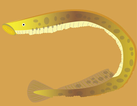 A vector art of a lamprey fish. 