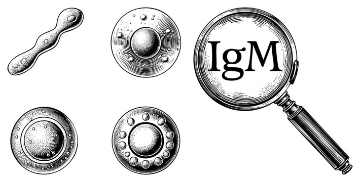 Immunological IgM antibody illustrated with magnifying glass, scientific medical diagram, lab research, biological marker, immune system component, antibody type, serum analysis tool.