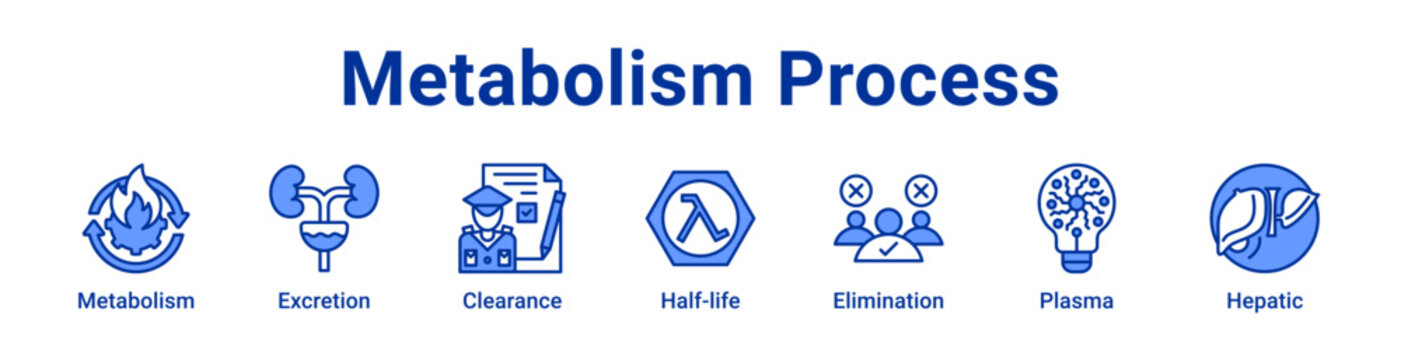 Metabolism Process Icon Banner blue color
