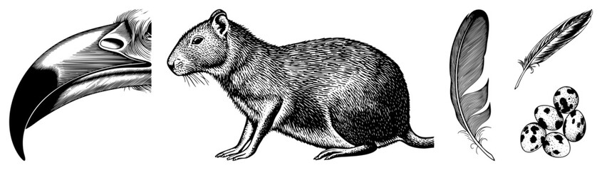 Fototapeta premium Detailed black and white illustrations of cavy rodent, toucan beak, bird feathers, and spotted quail eggs, rendered in fine hatched, ideal for vintage or natural history design.