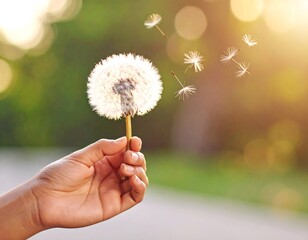 Fototapeta premium A hand holds a dandelion with dispersing seeds outdoors