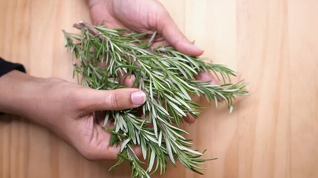 Gathering fresh rosemary for cooking and herbs