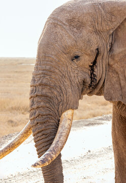 Close up of African elephant bull tusker in musth who was in Amboseli National Park in East Africa Kenya KEN
