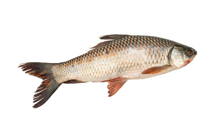 Fototapeta premium Side view of a silver freshwater fish with orange fins, isolated on Transparent background; detailed scales and natural texture, suitable for fishing, food, or biology concepts.