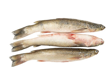 Fototapeta premium Three whole raw fish stacked horizontally, silver-gray scales, isolated on Transparent background, fresh seafood ingredient, studio cutout.