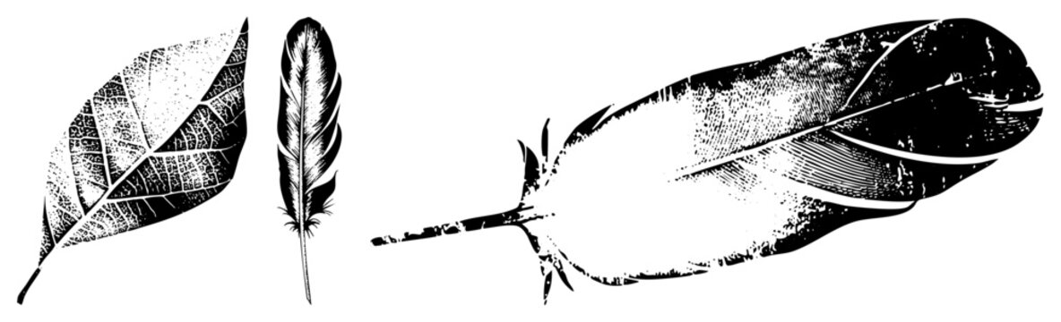 Stylized feather and leaf graphics in, halftone texture, vintage engraved style, isolated vector art, nature motif, graphic design element.