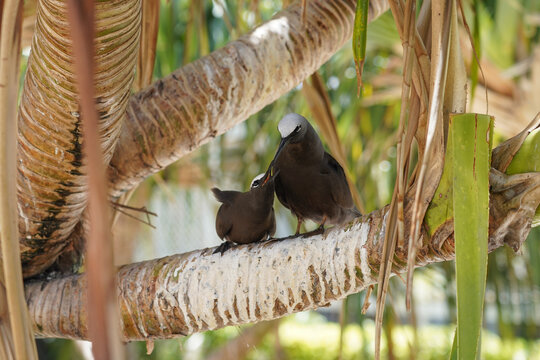 White-capped Noddy Pair Perched on Palm Frond, Tropical Seabirds in Island Habitat