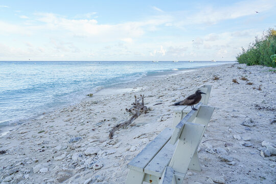 Brown Noddy Seabird Standing on Coral Rubble Beach with Ocean Waves in Background