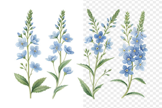 set of Watercolor Veronica Flower Clipart, Blue Wildflower Botanical, vector illustration isolated on white background