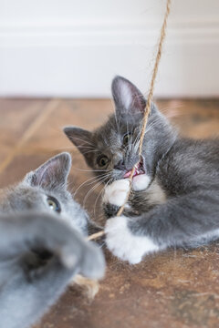 An adorable foster kitten Playing with a string inside.