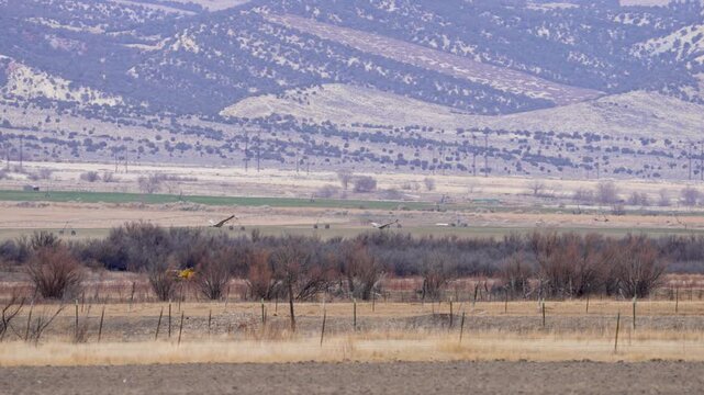 Sandhill Cranes flying low over the brush in Utah as they move in slow motion.