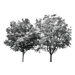 Fototapeta premium Two deciduous trees with dense foliage isolated on white.Pair of leafy trees in grayscale for architectural visualization.Garden trees illustration isolated on white background.