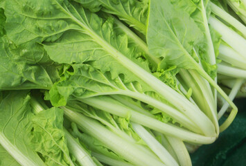 Obraz premium Fresh chinese cabbage or choy vegetable as background