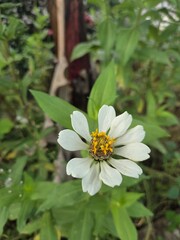 Obraz premium Quiet Garden Moment — White Bloom Standing in Soft Green Wilderness