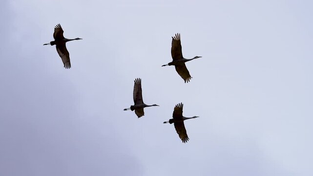 Sandhill Cranes flying overhead in the sky in slow motion in Utah.