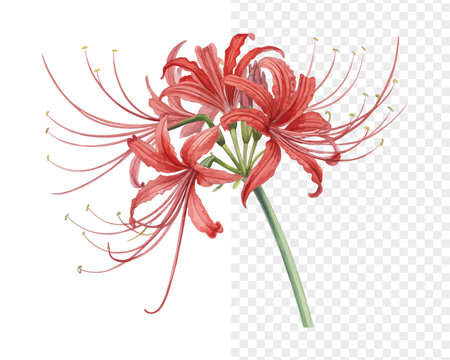 Watercolor Lycoris Blossom, Bold Autumn Floral Vector Isolated on White