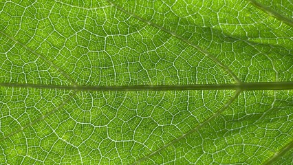 A macro photograph of a green leaf texture with clearly visible vein detail and a symmetrical, natural pattern. It gives a fresh, organic, and natural feel. © RiyanBudi