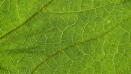 A detailed macro photograph of a green leaf surface with complex veining and a distinct natural texture. This fresh, organic look is perfect for a nature-themed backdrop.
