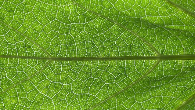 A macro photograph of a green leaf texture with clearly visible vein detail and a symmetrical, natural pattern. It gives a fresh, organic, and natural feel.