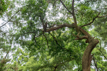 Fototapeta premium Overhead foliage forming vibrant natural ceiling. Botanical crown structure in outdoor environment. Tropical vegetation arch creating organic backdrop. Timber limb stretching across woodland scenery