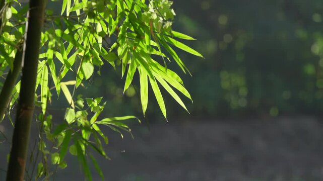 Slow tilt up from the base of a bamboo grove to lush green leaves, finishing with a sharp focus on the foliage, peaceful nature under clear sunlight.