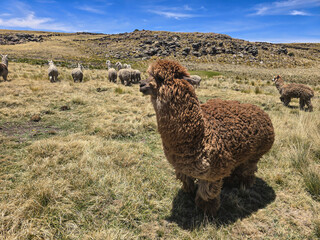 Raising Huacaya alpaca breeds in high Andean valley pastures for wool fiber production © WILL PHOTOGRAPHY