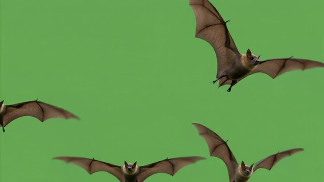 Flying Bats Swarm on Green Screen Background
