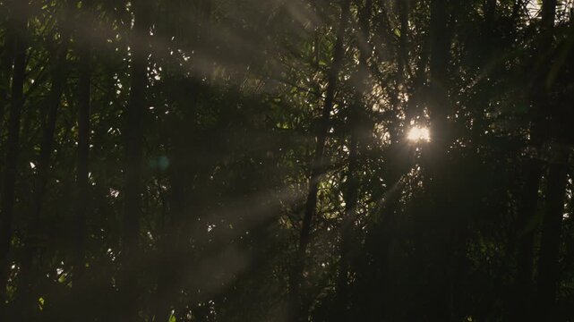 Cinematic slow zoom out from golden sunstars and thick morning fog in a lush bamboo forest to a wide scenic landscape, atmospheric and peaceful nature.