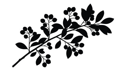 A black silhouette of a leafy branch with berries isolated on white background, Vector © SILHUETTECHEMBER