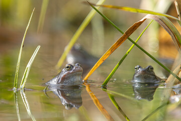 Zwei Moorfrösche (Rana arvalis) zwischen überkreuzten Schilfhalmen im flachen Laichgewässer © Andre