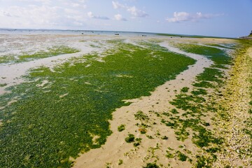 沖縄　アーサ（ヒトエグサ）がたくさん生えたビーチ