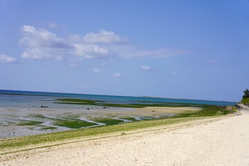 沖縄　アーサ（ヒトエグサ）の生えたビーチ
