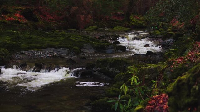 Shimna River Flowing Through Tollymore Forest with Mossy Rocks and Autumn Leaves