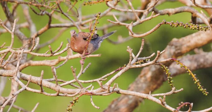 Eurasian Turtle Dove feeding on wild berries in morning light before jumping away in slow motion