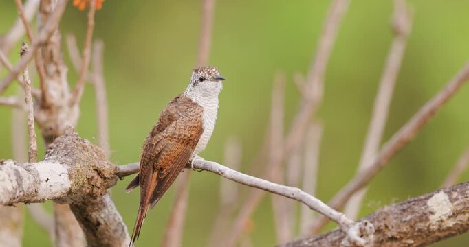Bay-banded Cuckoo sits quietly on a jungle perch, scanning the forest in soft morning light.