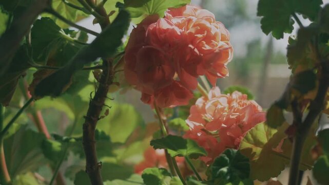 Scenic view of a garden filled with pink geranium flowers in bloom