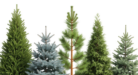 Fototapeta premium Five hyper-detailed evergreen coniferous trees (fir, spruce, pine, cedar) in a neat row, perfectly isolated against a transparent studio background. concept of botanical diversity