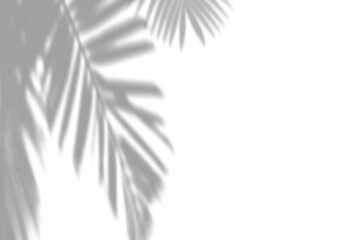 Natural palm leaf shadow on white wall, tropical plant foliage sunlight effect. Realistic soft focus botanical shadow overlay effect © 8 Bit Studio
