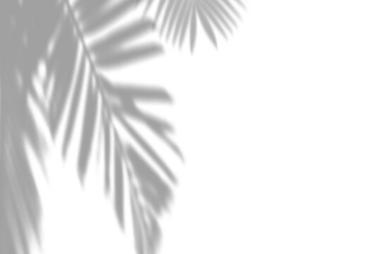 Natural palm leaf shadow on white wall, tropical plant foliage sunlight effect. Realistic soft focus botanical shadow overlay effect
