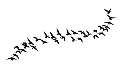 A flock of birds flying in a v formation isolated on white background, Vector