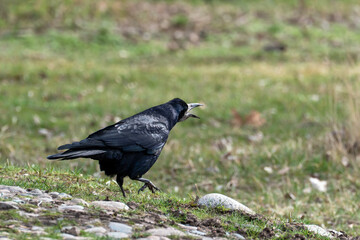 Fototapeta premium A black rook (Corvus frugilegus) standing on grassy ground with its beak open, cawing or calling out. The bird is in profile, showing its dark plumage and bare, pale face patch at the base of the beak