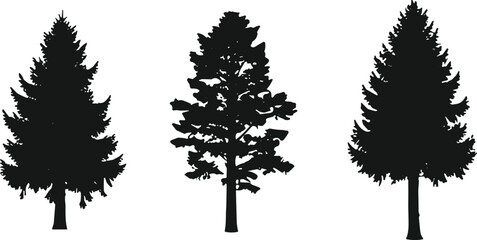 Silhouettes of coniferous evergreen trees with distinct shapes, forest nature concept, botanical study, woodland design, natural landscape illustration © MstSahana