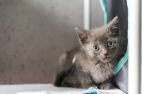 A cute kitten relaxing in a cat house in a foster home while waiting to be adopted. 