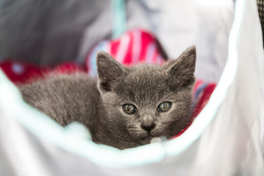 A cute kitten relaxing in a cat house in a foster home while waiting to be adopted. 