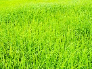 Rice field background, jasmine rice organic agriculture farm raw food ingredient traditional asian, green grass landscape environment zero carbon energy eco concept.