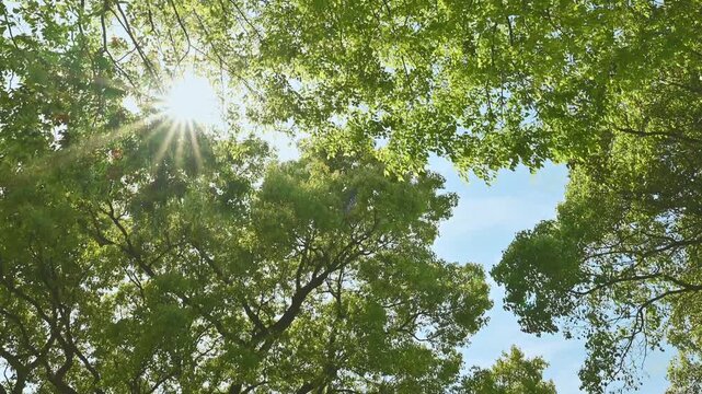 瑞々しい若葉と降り注ぐ太陽の光、清々しい「木漏れ日」のシーン
「一筋の光が、心を解き放つ。新緑の隙間から零れ落ちる、優しく力強い春の息吹。」
菊池郡大津町(昭和園)
A refreshing scene of sunlight filtering through the trees, featuring lush young leaves and dappled sunlight.