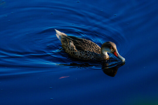 Duck swimming in pond